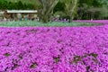 Yamanashi, Japan - May 1, 2017 : Shibasakura field or pink moss