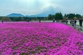 Yamanashi, Japan - May 1, 2017 : Shibasakura field or pink moss