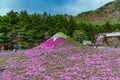 Yamanashi, Japan - May 1, 2017 : Shibasakura field or pink moss