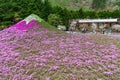 Yamanashi, Japan - May 1, 2017 : Shibasakura field or pink moss