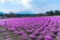 Yamanashi, Japan - May 1, 2017 : Shibasakura field or pink moss flower with Mt.Fuji background in Fuji shibasakura festival Japan.