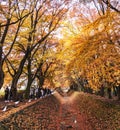 Beautiful autumn color of Japan maple leaves in Maple corridor Momiji Kairo at autumn season, Royalty Free Stock Photo