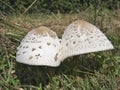 Closeup of Agaricus campestris or Field mushroom