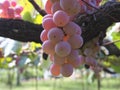 Koshu on grapevine trellis in Japan