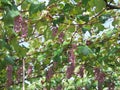 Koshu Grape hanging from grapevine trellis