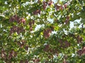 Koshu Grape hanging from grapevine trellis