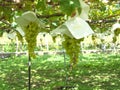 Shine Muscat hanging from grapevine trellis