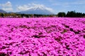 Visitors enjoy flower garden in Fuji Shibazakura Festival, Yamanashi, Japan