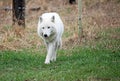 White wolfdog skulking Royalty Free Stock Photo