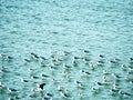 Yamuna river in Agra Royalty Free Stock Photo