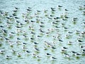 Yamuna river in Agra Royalty Free Stock Photo