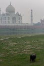 Yamuna river baks with cow and backside of Taj Mahal on overcast day with smog