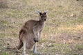 Yanchep National Park