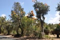 Yanchep National Park Landscape Royalty Free Stock Photo