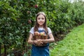 yang girl with basket full of ripe apples in a garden or farm near trees