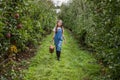 yang girl with basket full of ripe apples in a garden or farm near trees