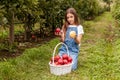 yang girl with basket full of ripe apples in a garden or farm near trees