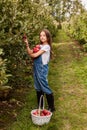 yang girl with basket full of ripe apples in a garden or farm near trees