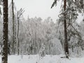 Yang snowy beautiful trees in winter Belarussian wood. They bent over the road.