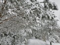 Yang snowy beautiful trees in winter