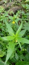 Yang Water Flower has a sweet smell