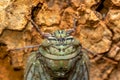 Yanga heathi, Cicada Tsingy de Bemaraha, Madagascar wildlife Royalty Free Stock Photo