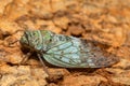 Yanga heathi, Cicada Tsingy de Bemaraha, Madagascar wildlife Royalty Free Stock Photo