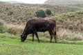 Yangmingshan Nation Park Cow at Qing Tian Gang, Taipei Apr 2016 Royalty Free Stock Photo