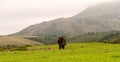 Yangmingshan Nation Park Cow at Qing Tian Gang, Taipei Apr 2016 Royalty Free Stock Photo