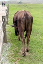 Yangmingshan Nation Park Cow at Qing Tian Gang, Taipei Apr 2016 Royalty Free Stock Photo