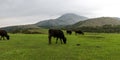 Yangmingshan Nation Park Cow at Qing Tian Gang, Taipei Apr 2016 Royalty Free Stock Photo