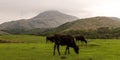 Yangmingshan Nation Park Cow at Qing Tian Gang, Taipei Apr 2016 Royalty Free Stock Photo