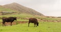 Yangmingshan Nation Park Cow at Qing Tian Gang, Taipei Apr 2016 Royalty Free Stock Photo