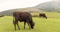 Yangmingshan Nation Park Cow at Qing Tian Gang, Taipei Apr 2016 Royalty Free Stock Photo