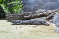 Yangtze Alligator