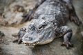 Yangtze Chinese Alligator