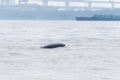 Yangtze finless porpoise Royalty Free Stock Photo