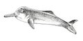 Yangtze river dolphin extinct animal sketch Royalty Free Stock Photo