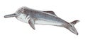 Yangtze river dolphin extinct animal sketch Royalty Free Stock Photo