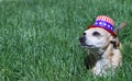 Yankee Doodle Doggie