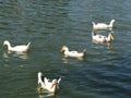 Qujiangchi Heritage Park South Lake free-range ducks Royalty Free Stock Photo