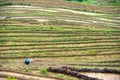 Yaoshan Mountain, Guilin, China hillside rice terraces