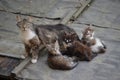 A stray cat with three kittens Royalty Free Stock Photo