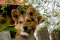 yard dog looks out from behind the wooden fence of a village house. A close-up dog stands on the fence with its front paws against Royalty Free Stock Photo