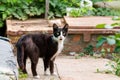 A yard furry black cat with a white breast and white paws sitting on the ground