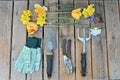 Yard and garden tools for spring and summer gardening with plants Royalty Free Stock Photo