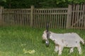 Yard Goat
