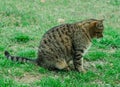 Yard gray cat is sitting on the grass. The street cat is basking in the sun. Abandoned pet.