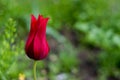 In the yard grows a lone tulip of dark red color, with elongated petals.