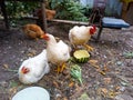 In the yard, large tame chickens come close